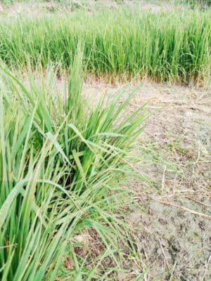 Picsart 25 07 24 16 30 16 940