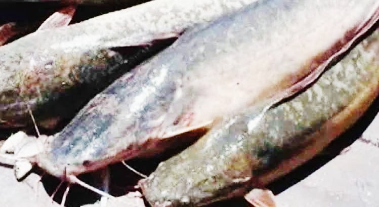 Picsart 25 08 24 23 17 35 945