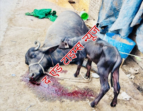 KAIMGANJ NEWS बेजुबान जानवर, दुधारू भैंस को दबंगों ने पीटकर उतारा मौत के घाट - पशु पालक परिवार को दी जानमाल की धमकी - रिर्पोर्ट दर्ज Picsart 25 10 14 19 51 19 342