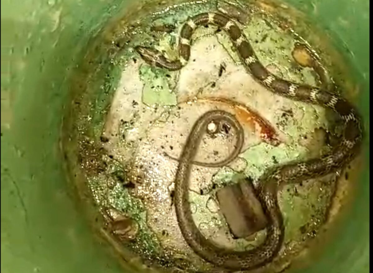 KAIMGANJ NEWS कॉमन क्रेट नस्ल का छः फीट लम्बा जहरीला सांप मिला रसोई घर में मचा हड़कंप, पकड़कर जंगल में छोड़ा IMG 20260206 WA0308