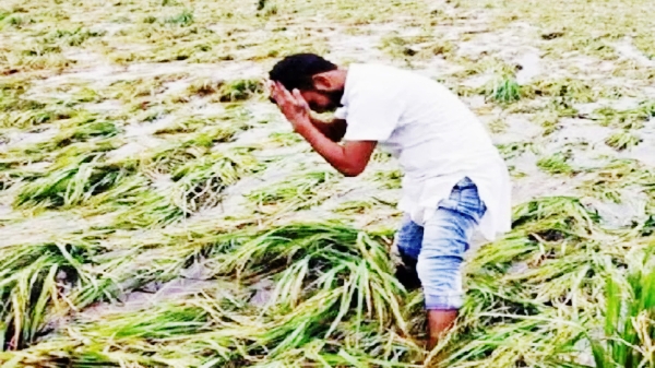 KAIMGANJ NEWS बेमौसम बारिश का कहर: गेहूं, सरसों और आम की फसलों पर संकट, किसान-बागवान चिंतित Picsart 26 03 20 10 14 37 096