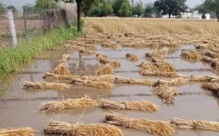 KAIMGANJ NEWS बेमौसम बारिश और ओलावृष्टि से तबाही: किसानों और बागवानों पर छाया आर्थिक संकट IMG 20260406 WA0359